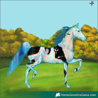 Horse Color:Thunderstruck Bay Dun Sabino Tobiano 