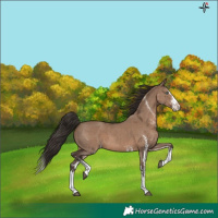 Horse Color:White Spotted Liver Red Dun Splash 