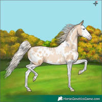 Horse Color:White Spotted Palomino Pearl Splash Blanket 