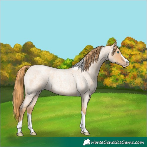 Horse Color:Gold Champagne Roan Splash Tobiano 