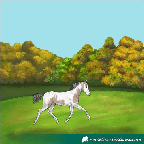 Horse Color:Powder White Liver Red Dun Splash Tobiano 