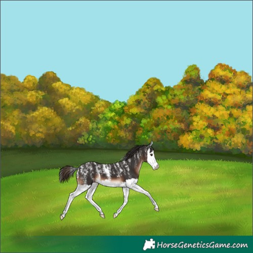 Horse Color:Powder White Liver Chestnut Splash 