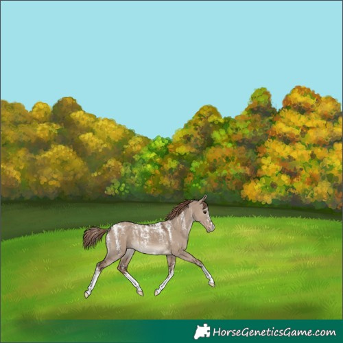 Horse Color:Powder White Liver Red Dun