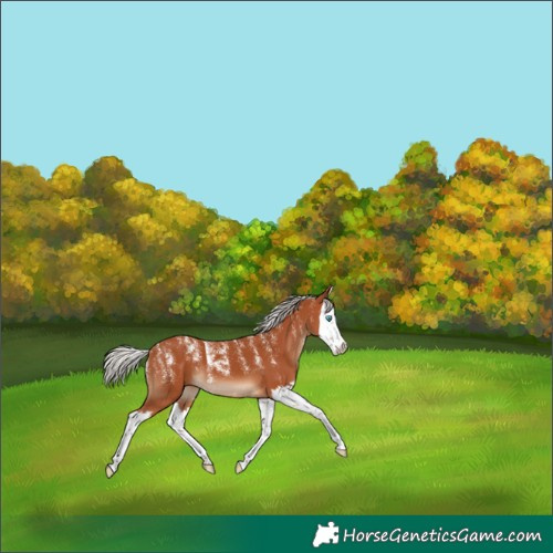 Horse Color:Powder White Silver Bay Splash