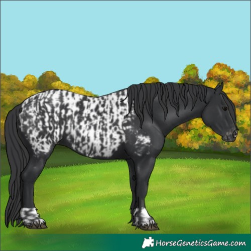 Horse Color:Black  and Black Appaloosa 