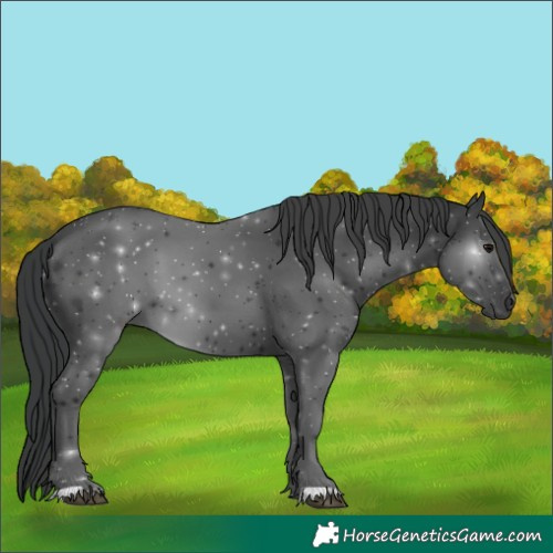 Horse Color:Black 