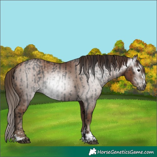 Horse Color:Gray Black and Gray Black Pearl