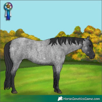 Horse Color:Blue Roan 