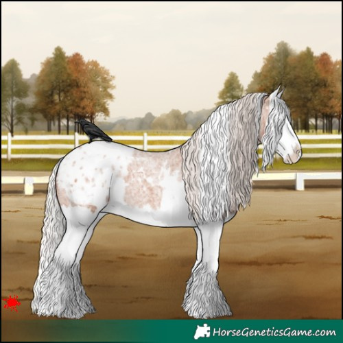 Horse Color:White Spotted Silver Bay Roan Splash Appaloosa 