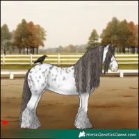 Horse Color:White Spotted Grullo Near Leopard 