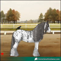 Horse Color:White Spotted Black Blanket