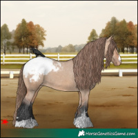 Horse Color:Bay Dun Snowcap 