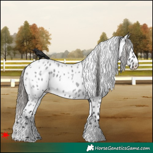 Horse Color:White Spotted Smoky Blue Roan Appaloosa 