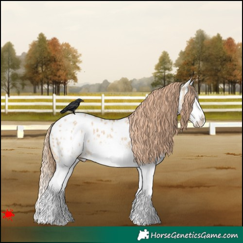 Horse Color:White Spotted Red Dun Splash Blanket 