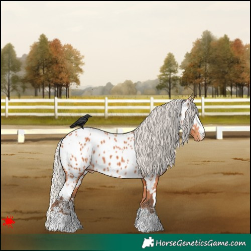 Horse Color:White Spotted Silver Bay Appaloosa 