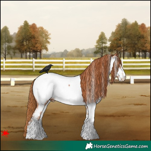 Horse Color:White Spotted Chestnut Appaloosa 