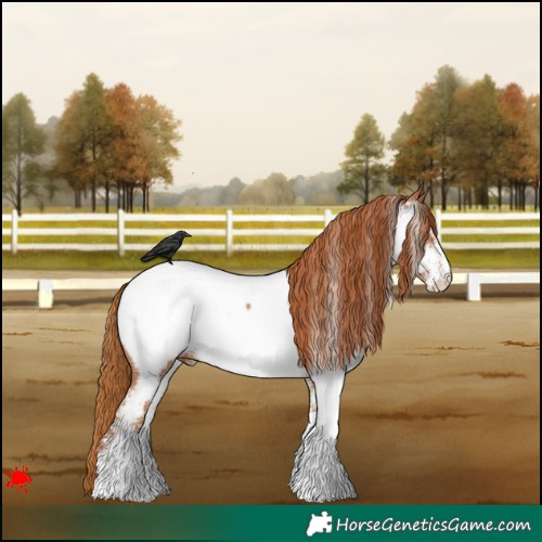 Horse Color:White Spotted Chestnut Near Fewspot 