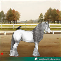 Horse Color:White Spotted Grullo Snowcap 
