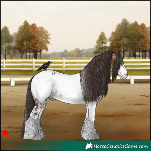 Horse Color:White Spotted Brown Appaloosa 