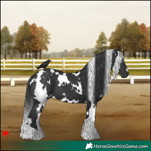 Horse Color:White Spotted Black 