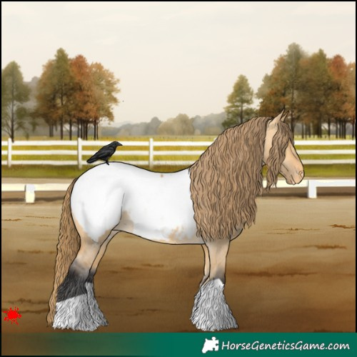 Horse Color:Buckskin Dun Appaloosa 