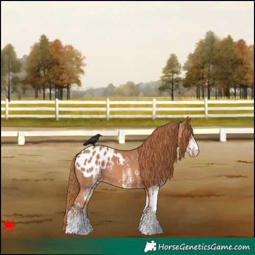 Horse Color:White Spotted Chestnut Appaloosa Rabicano