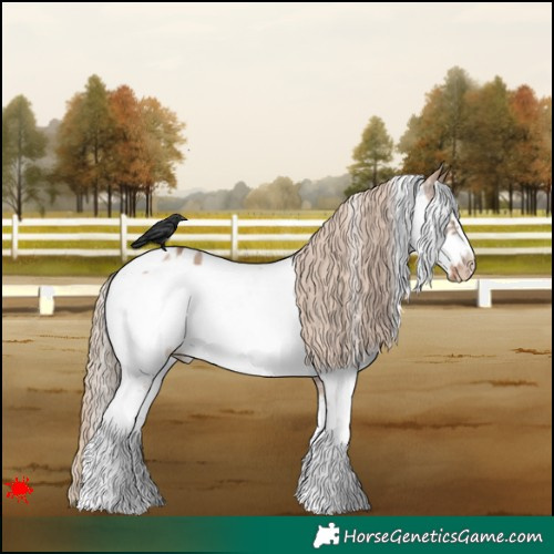 Horse Color:White Spotted Red Dun Sabino Frame Appaloosa 