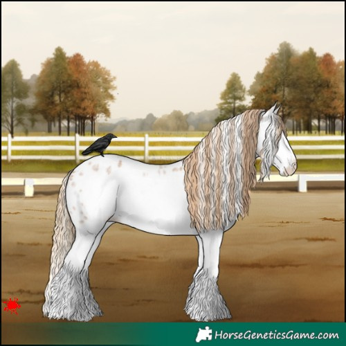 Horse Color:White Spotted Red Roan Splash Frame Appaloosa