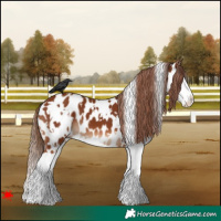 Horse Color:White Spotted Chestnut Splash Near Leopard