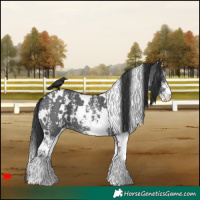Horse Color:White Spotted Black Sabino 