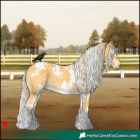 Horse Color:White Spotted Palomino