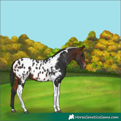 Horse Color:Bay Tobiano Appaloosa