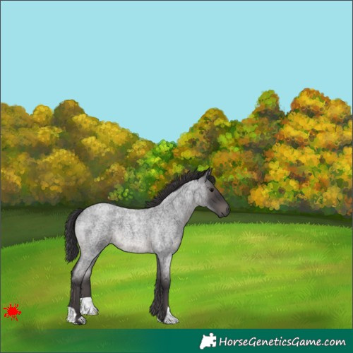 Horse Color:Smoky Blue Roan 