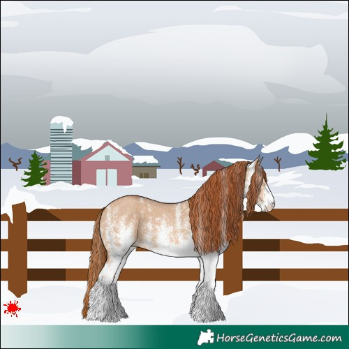 Horse Color:White Spotted Red Dun