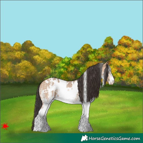 Horse Color:White Spotted Bay Dun