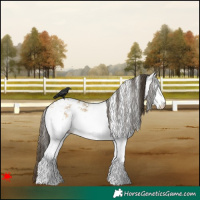 Horse Color:White Spotted Buckskin 