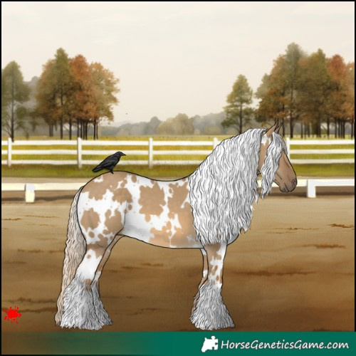 Horse Color:White Spotted Chocolate Palomino Dun 