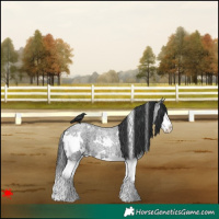 Horse Color:White Spotted Blue Roan Splash