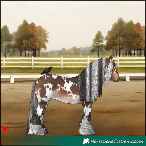Horse Color:White Spotted Bay 