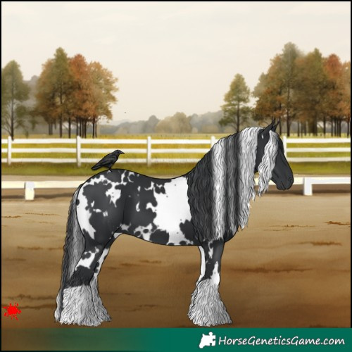 Horse Color:White Spotted Black 