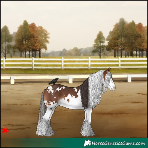 Horse Color:White Spotted Bay Splash 