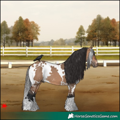 Horse Color:White Spotted Bay Dun 