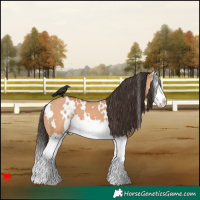 Horse Color:White Spotted Bay Dun Splash 