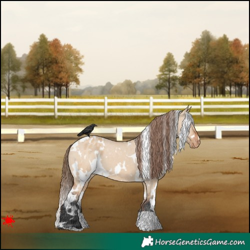 Horse Color:White Spotted Bay Dun Appaloosa 