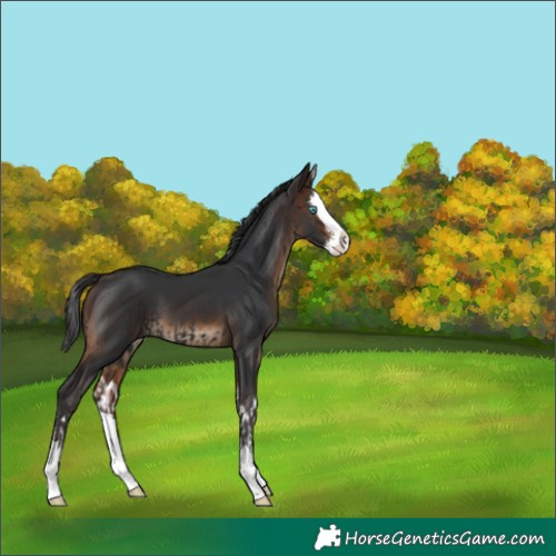Horse Color:Black Splash  and Brown Splash 