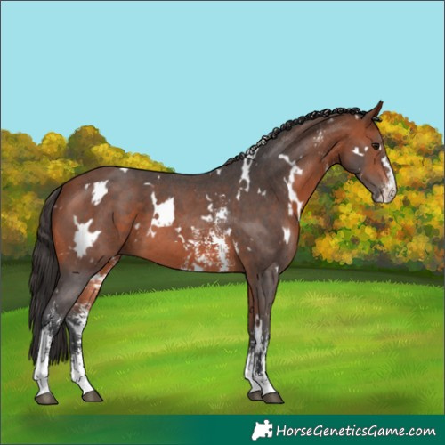 Horse Color:White Spotted Bay Sabino