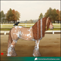 Horse Color:White Spotted Red Dun 