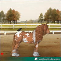 Horse Color:White Spotted Chestnut