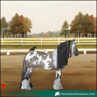 Horse Color:White Spotted Grullo Rabicano