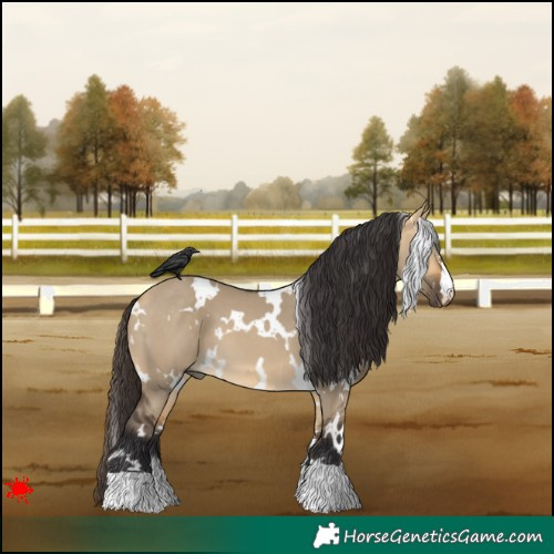 Horse Color:White Spotted Buckskin Dun 